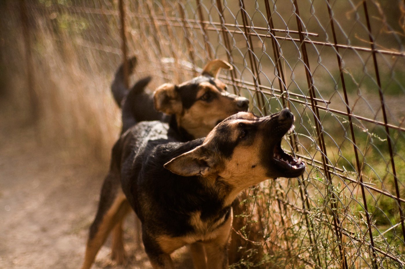 A dog barking behind a fence